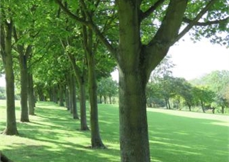 Queen's Green Canopy - "Plant a Tree for the Jubilee"